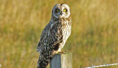 Short Eared Owl - Committee Road
