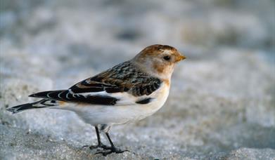 Snow Bunting-Sollas