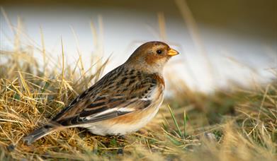 Snow Bunting - Eochdar