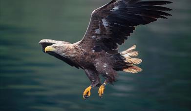 White-tailed Sea Eagle © Laurie Campbell