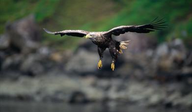 White Tailed Sea Eagle-Loch Eynort