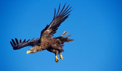 White Tailed Sea Eagle-Loch Bee