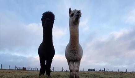 Alpacan