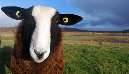 Uist Wool black & white faced sheep