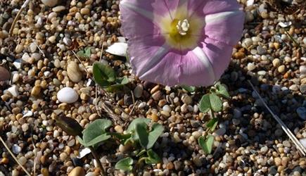 Sea Bindweed - Princes Strand