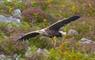 Loch Cromore eagle