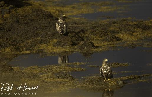 Wildlife Tours with Rob Howard Photography