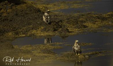 Wildlife Tours with Rob Howard Photography