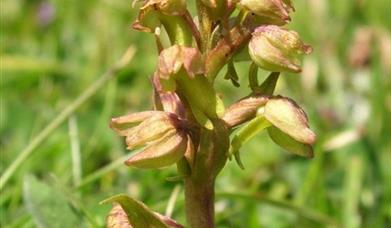 Frog Orchid-South Beach