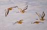 Flock of Black Tailed Godwits just returned from their breeding grounds and still in breeding plumage