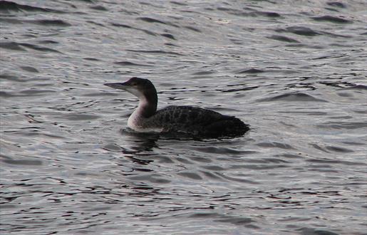 Great Northern Diver - Polochar