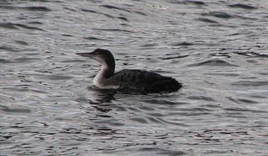 Great Northern Diver - Polochar
