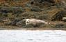 Seals lazing on the rocks
