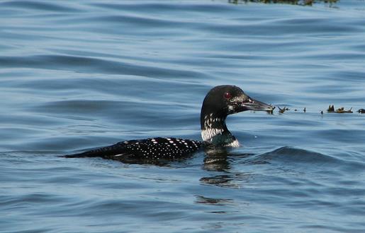 Great Northern Diver - Berneray