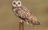 The Moorings owl