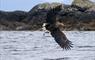 White Tailed Eagle from boat trip Lady Anne Wildlife Cruises