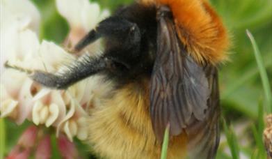 Great Yellow Bumble Bee-Borve