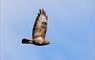 Common Buzzard © Laurie Campbell