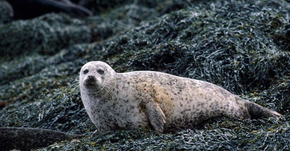 Common Seal - Berneray Harbour - Isle of North Uist - Outer Hebrides