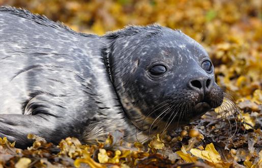 Common Seal - Rubha Ardvule
