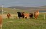 The surrounding crofting landscape is a mixture of arable and livestock farming
