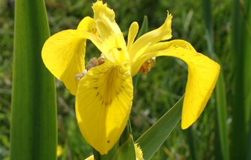 Yellow Flag Iris - Bostadh