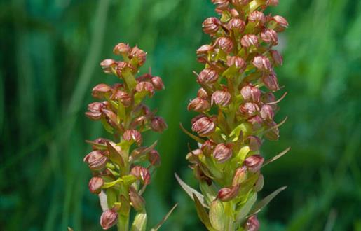 Frog Orchid © Laurie Campbell