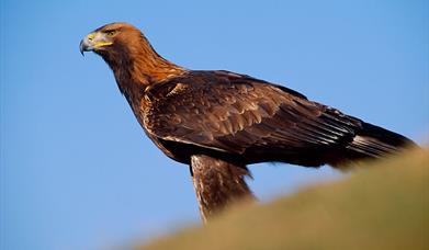 Golden Eagle © Laurie Campbell