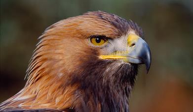 Golden Eagle © Laurie Campbell