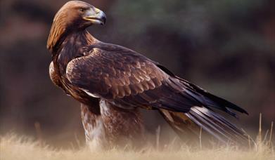 Golden Eagle - Griminish