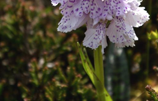 Heath spotted Orchid-Huisinis