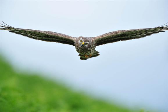 Hen Harrier © Laurie Campbell