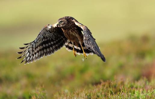 Hen Harrier © Lauries Campbell