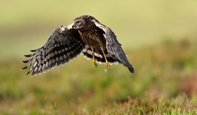 Hen Harrier © Lauries Campbell