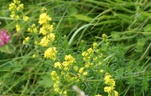 Lady's Bedstraw-Ardroil Sands