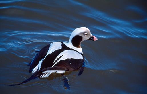 Long tailed duck - Laurie Campbell
