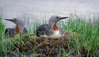 Red-throated Diver - Loch Langavat