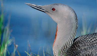 Red Throated Diver-Loch Langavat