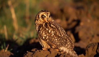 Short Eared Owl - Reuval