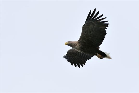 White-tailed Sea Eagle © Laurie Campbell