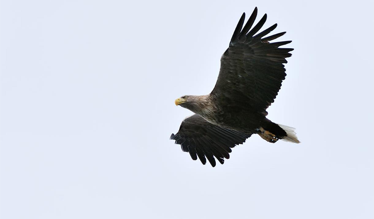 White-tailed Sea Eagle © Laurie Campbell