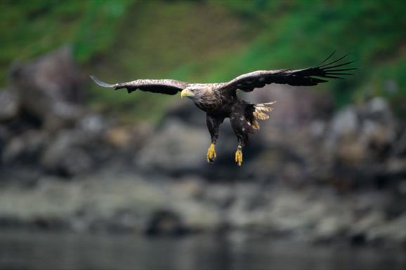 White Tailed Sea Eagle-Loch Eynort
