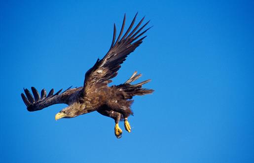White Tailed Sea Eagle-Loch Bee