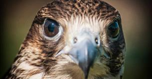Easter Monday - Birds of Prey