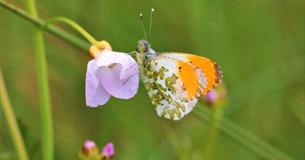 Talk by member of Lancashire Wildlife Trust