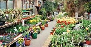 Reedley Nursery