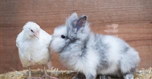 Easter Farm Fun and Special Events at Thornton Hall Farm
