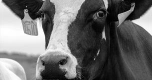 Liverpool Cow Keepers