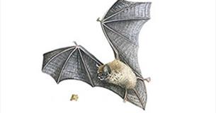 Bat Walk - Wycoller