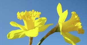 'Out & About' Spring Fair - Colne Muni